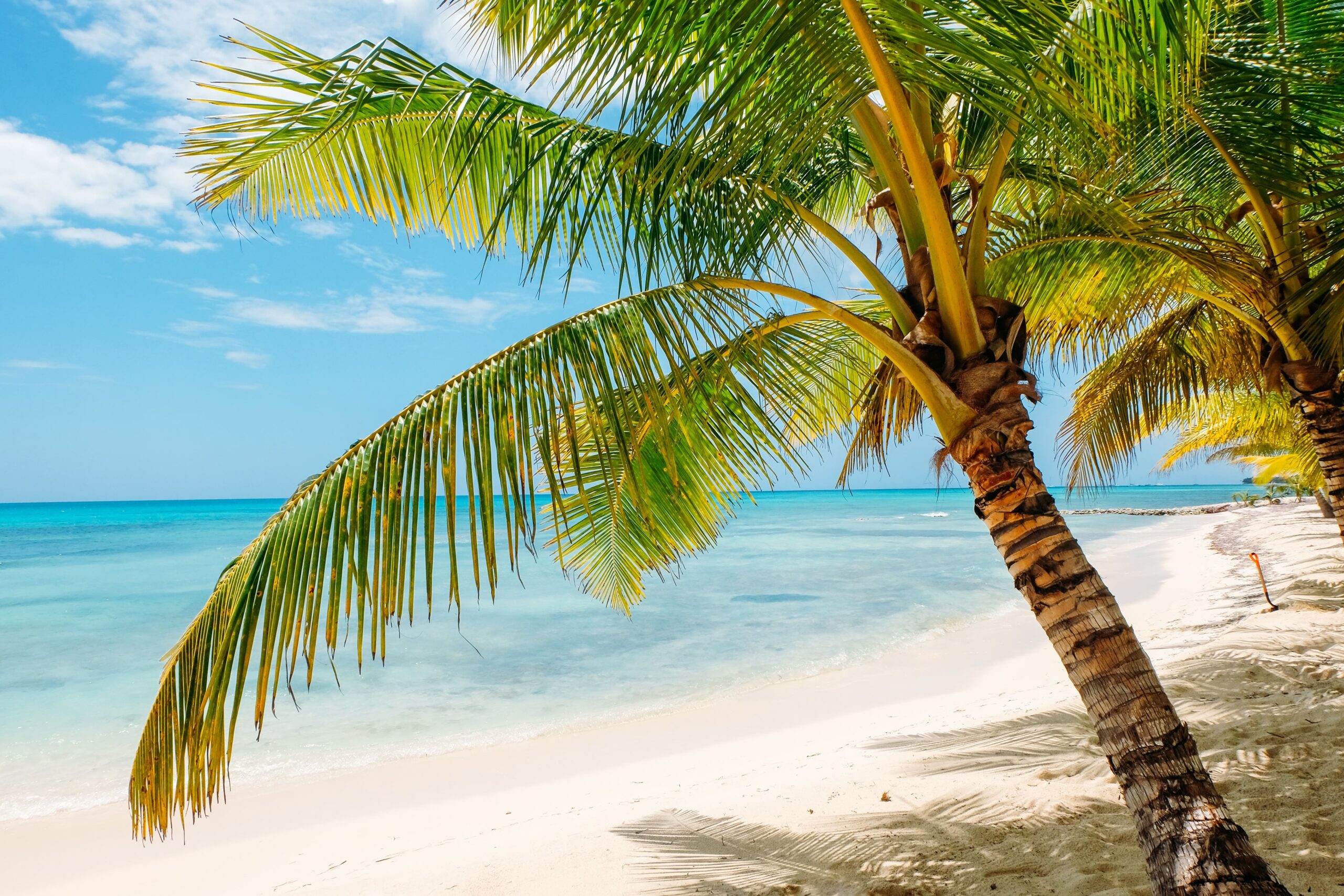 palm-trees-on-caribbean-beach-2022-11-16-19-07-00-utc