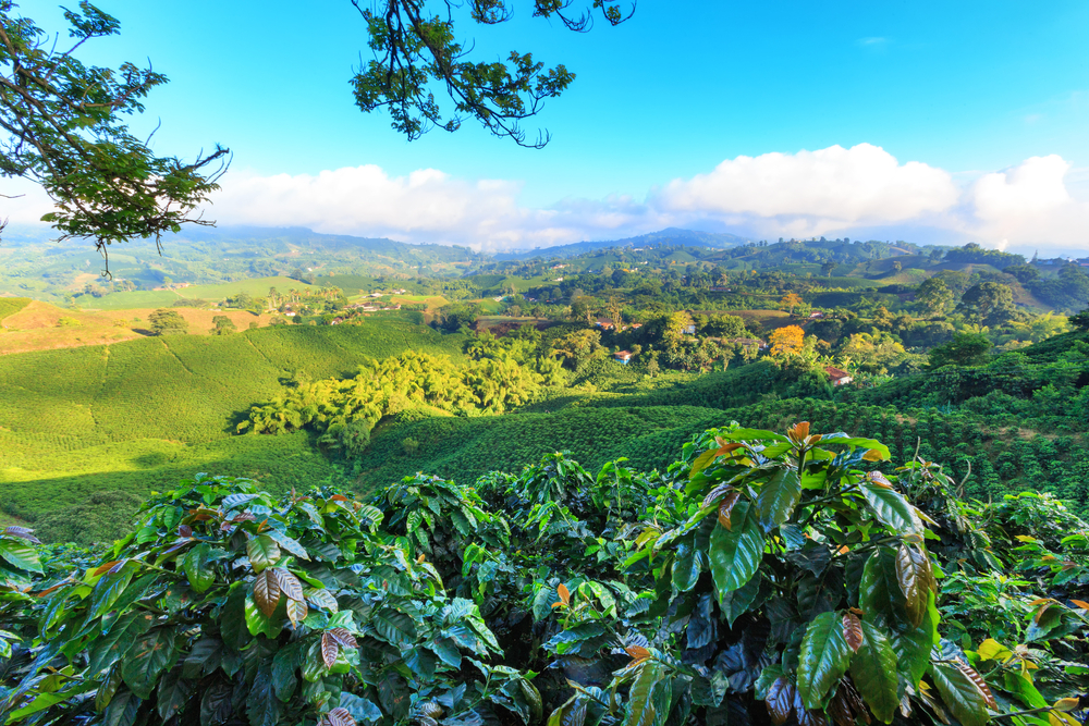 reisefieber-individualreisen-kolumbien-kaffeezone