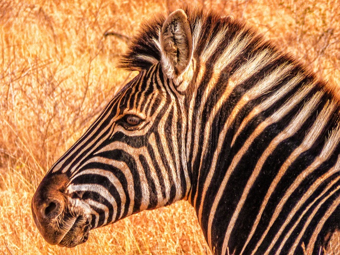 reisefieber-reisen-namibia-zebra