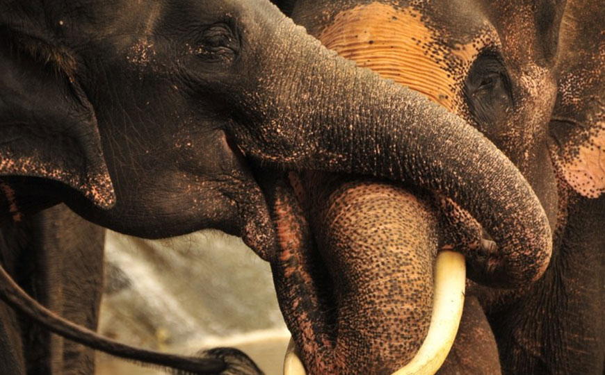 reisefieber-reisen-suedostasien-thailand-elefanten