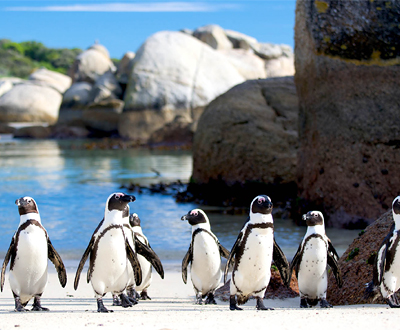 Kapstadt Pinguine